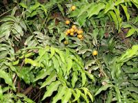 maler-tʃuj sǝlaʔ-ɽæ